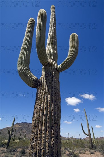 Saguaro