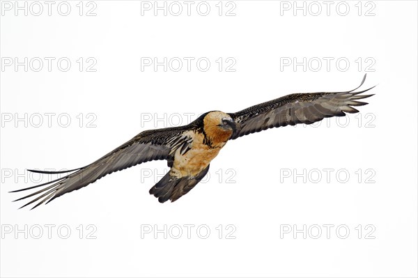 Bearded Vulture