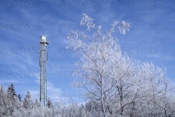 Trees covered in white frost in winter and forest fire watchtower at the Hoge Venen