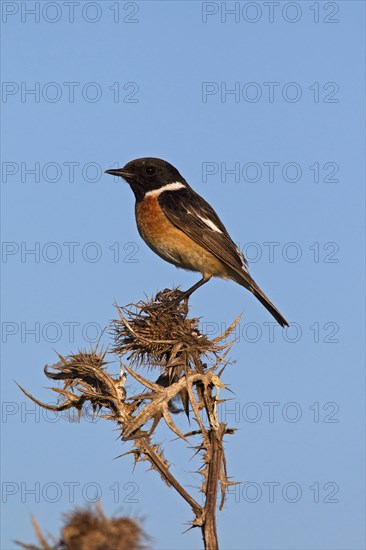 European Stonechat