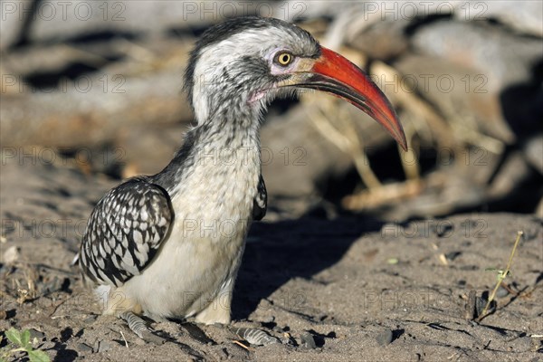 Red-billed hornbill