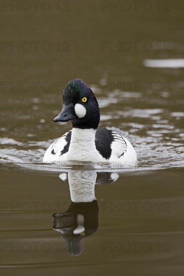 Common goldeneye