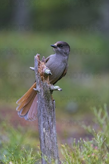 Siberian jay