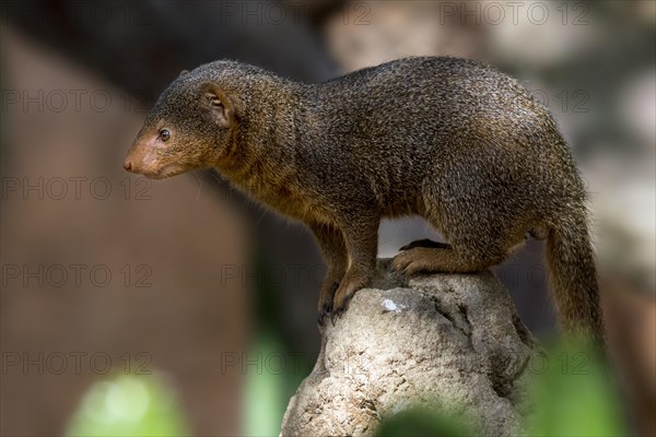 Common dwarf mongoose