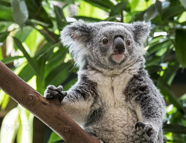 Close up portrait of koala