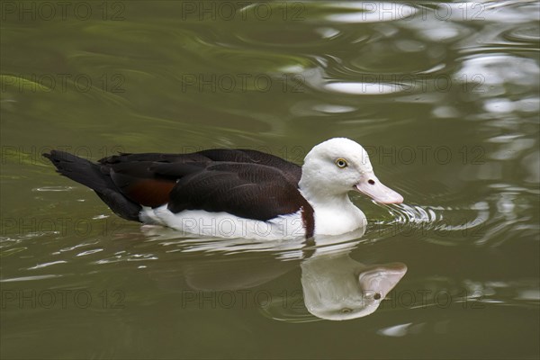 Radjah shelduck