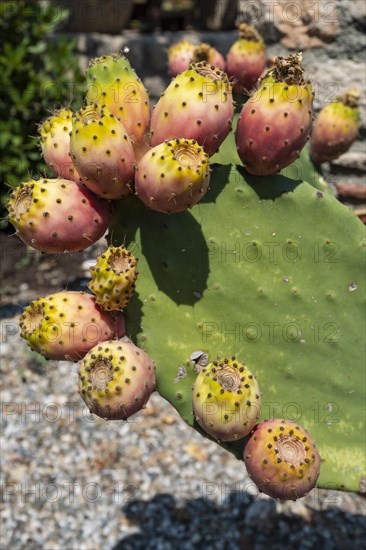 Cactus pear