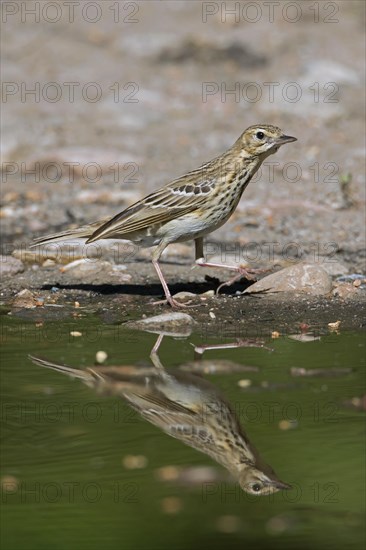 Tree pipit