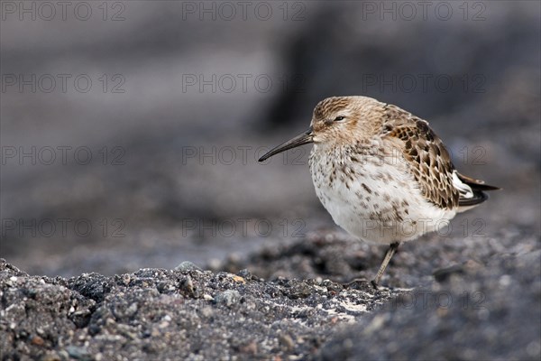 Dunlin