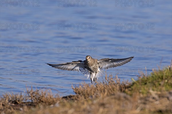 Dunlin