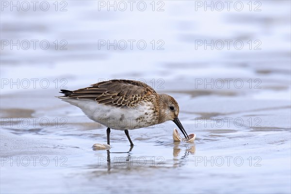 Dunlin