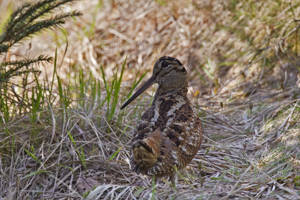 Eurasian Woodcock