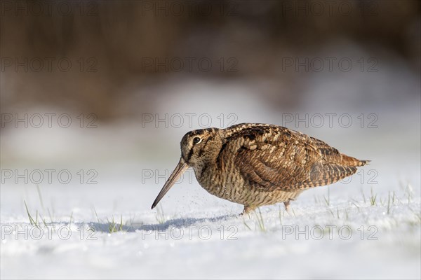 Eurasian woodcock