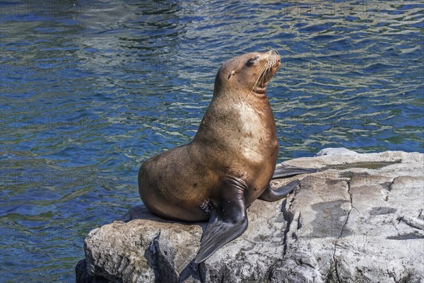 Steller sea lion