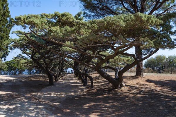 Umbrella-shaped pine trees