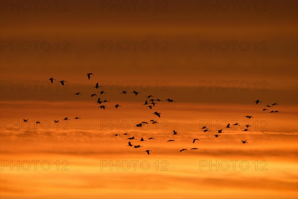 Migrating flock of common cranes