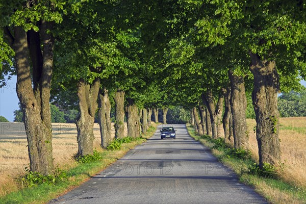 Lime trees