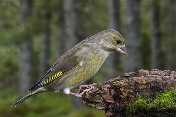 European greenfinch