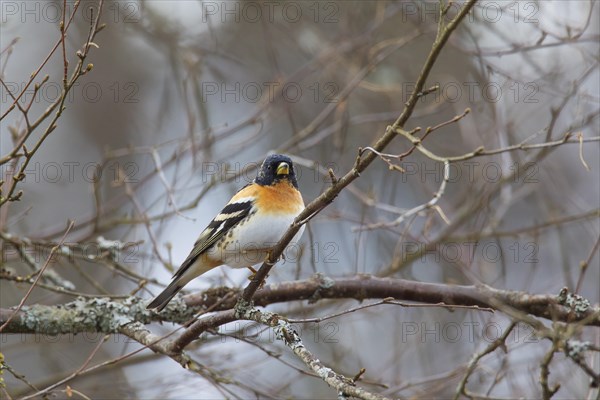 Brambling