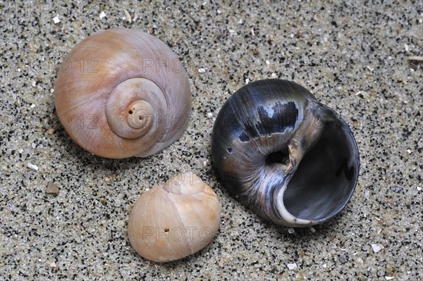 Necklace shells