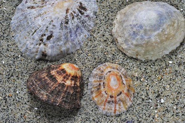 Common limpets