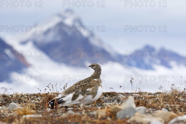 Rock ptarmigan