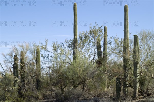 Saguaro