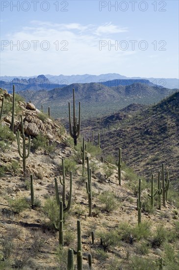 Saguaro