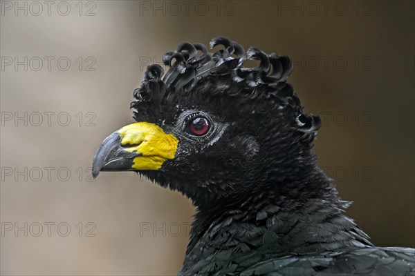 Bare-faced curassow