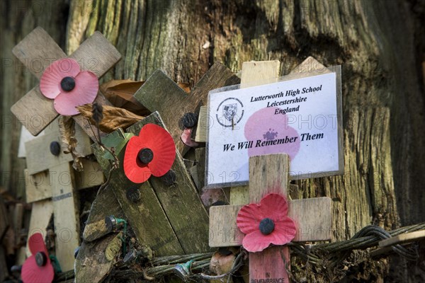 Original shell-blasted tree at Sanctuary Wood Museum Hill 62 at Zillebeke