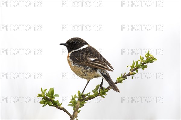 European stonechat