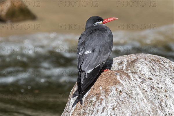 Inca tern