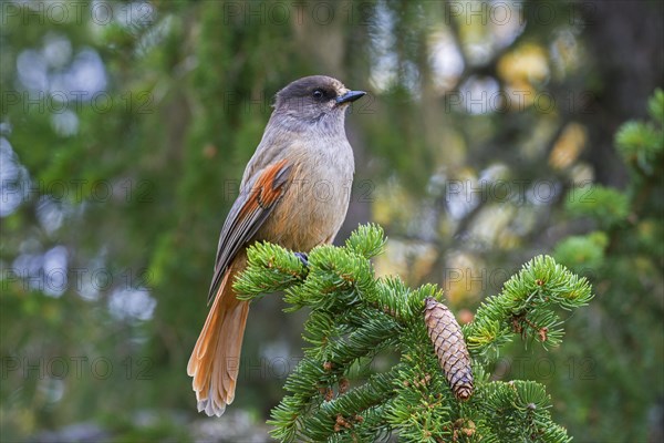 Siberian jay