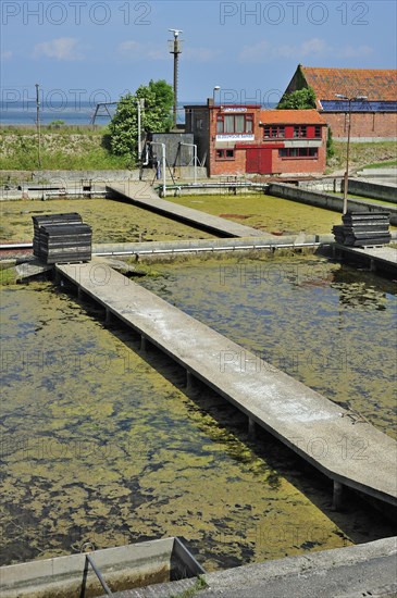 Oyster pits at Yerseke along the Oosterschelde