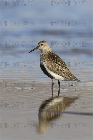 Dunlin