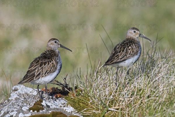 Two dunlins