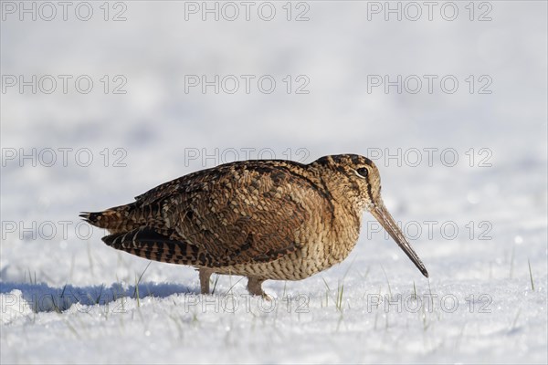 Eurasian woodcock