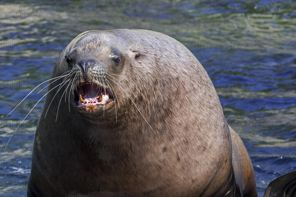 Barking Steller sea lion