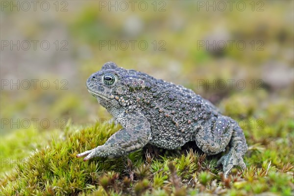 Natterjack toad