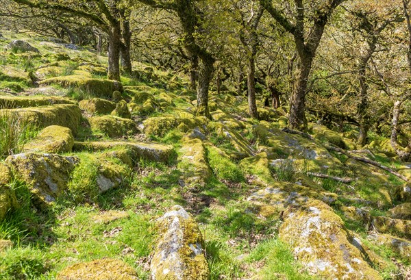 Trees in upland oakwood moss covered granite boulders