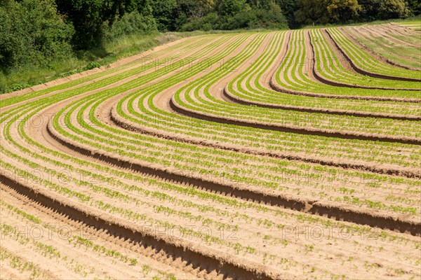 Carrot seedlings growing in curved lines around field