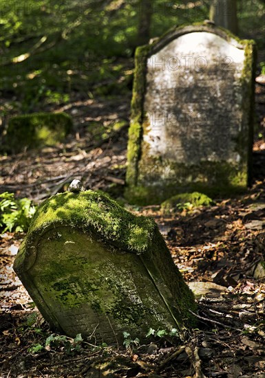 Monument zone Old Jewish cemetery in the forest