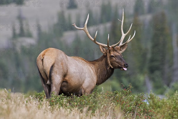 Elk