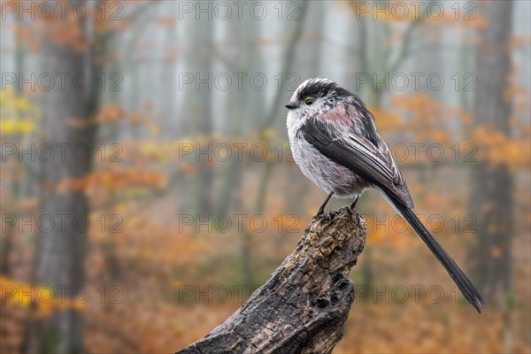 Wet long-tailed tit