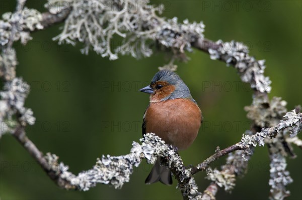 Chaffinch