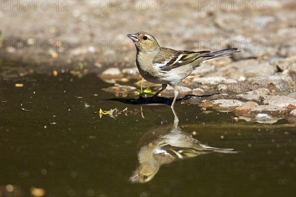 Common chaffinch