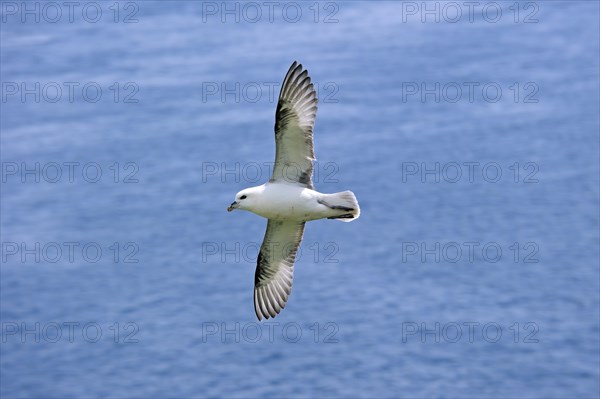 Northern Fulmar