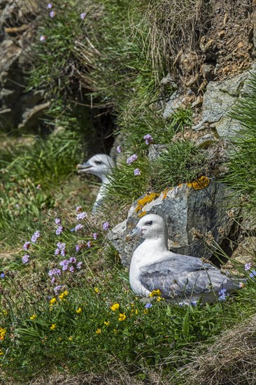 Northern fulmars