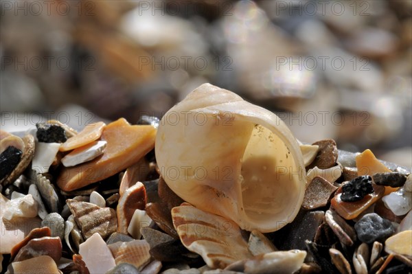 Alder's moon snail