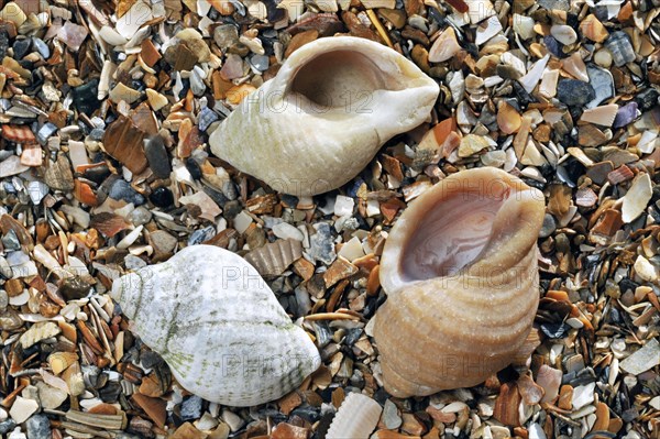 Common whelk